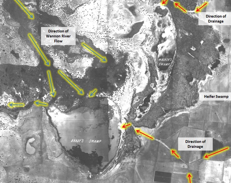 GOOSENECK SWAMP Image from the late 1940s: showing Wannon River flows (blue arrows) and Heifer Swamp drainage inflows (red arrows) into Walker Swamp and Brady Swamp from 1900 1950s After a 50