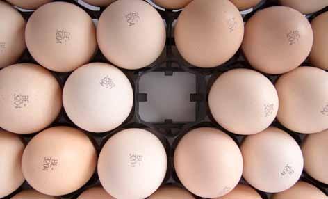 HD trays and baskets Petersime has developed compact trays and baskets of 84 eggs or chicks that are durable and ergonomic, and at the same time compatible