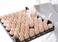 All four trays can be slid onto the tray holder from one side, making both automation and manual egg handling