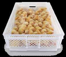 The HD setter tray is compact and ergonomic. HD setter trays are suitable for manual egg collection.