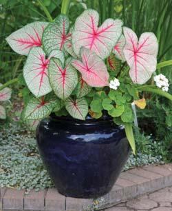 A Horticulture Information article from the Wisconsin Master Gardener website, posted 15 July 2013 Caladiums Caladium is often grown as a summer annual for the colorful foliage.