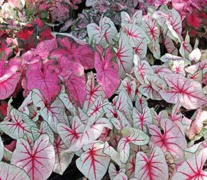 Caladiums are tropical perennials with colorful, heart-shaped leaves native to tropical forests in South and Central America that have pronounced wet and dry seasons.