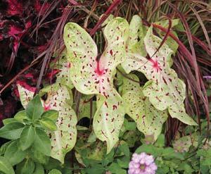 Although they are grown as foliage plants, caladiums may bloom, producing a single (rarely 2-3) typical arum-type fl ower with a green or pinkish spathe