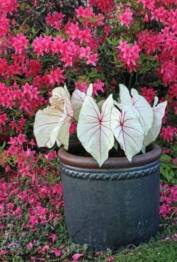 Grow them in naturalistic clusters of a single cultivar for greater Combine caladiums with other shade-loving annuals in containers.