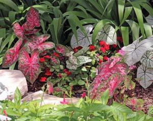 Select complementary coleus or begonia cultivars for a season-long foliage display of color and texture.