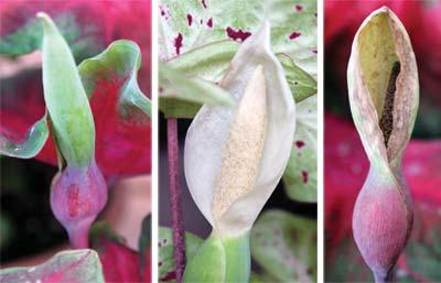 For a very tropical look, combine caladium with green or black elephant ears.