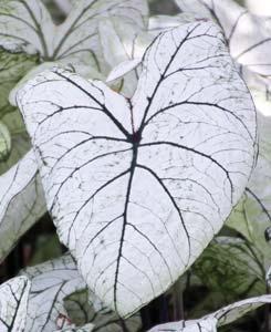 Even indoors, caladiums will enter dormancy after a few months in leaf. When their leaves start to die back, stop watering.
