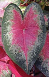 All parts of the plant are poisonous if enough is ingested and handling the plants can irritate the skin of sensitive individuals. A caladium grown as a houseplant.