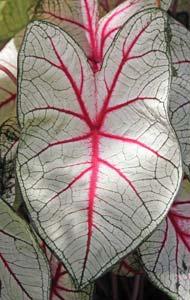with thin M-L 12-24 yes 22 red and green veins