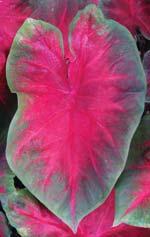 Beauty Fancy-leaved Pink with red veins and