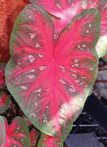 Red Flash Fancy-leaved Dark red with pink spots