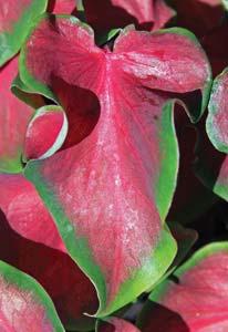 Frill Strap-leaved Wavy, red shading to green S