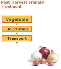 Some small business activities are set up in order to clean, cut and packing the vegetables.