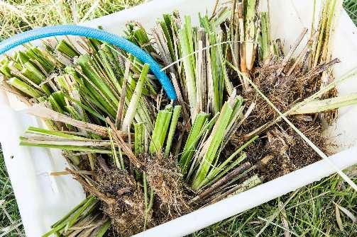 This stage is important in this location as there is a common weed, Nutgrass - Cyperus rotundus and the nuts (root nodules) must be removed from the propagation material to prevent unwanted