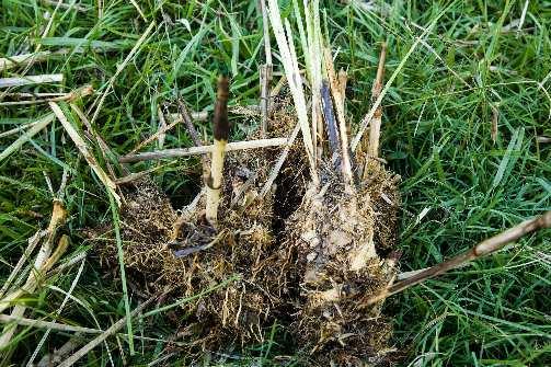 Older crown pieces, with or without active tillers, can easily produce new shoots. You can place them under damp conditions or plant them out immediately into the ground.