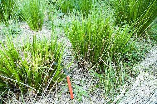 2. Propagation using slips Propagation using bare-root slips is the simplest and most cost-effective way of creating planting material for use in the Vetiver System (refer to the website for other