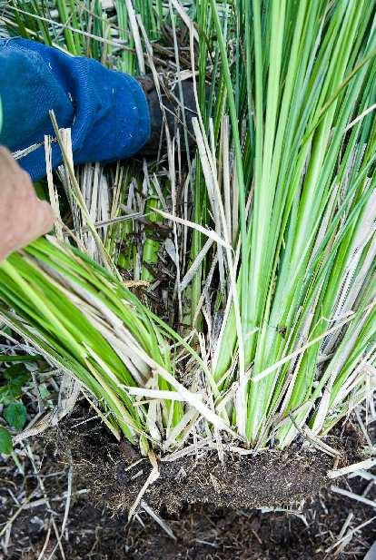 Break up the clump into smaller pieces. Grabbing a natural group of tillers (usually a handful), stand on the end of the clump and lift/tear the group away from it.