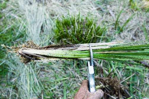 Cut the tillers to approximately 20cm in length.