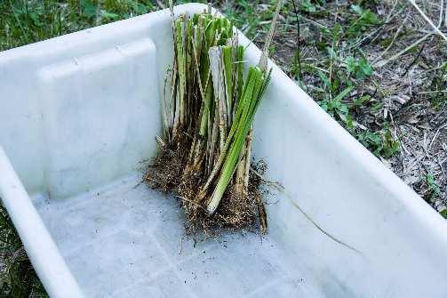 The mature node on the stems can also be used to propagate plants and if this method is used, cut it off and