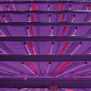 The plants in the packaging are grown in a multi layer system under LED lights in a