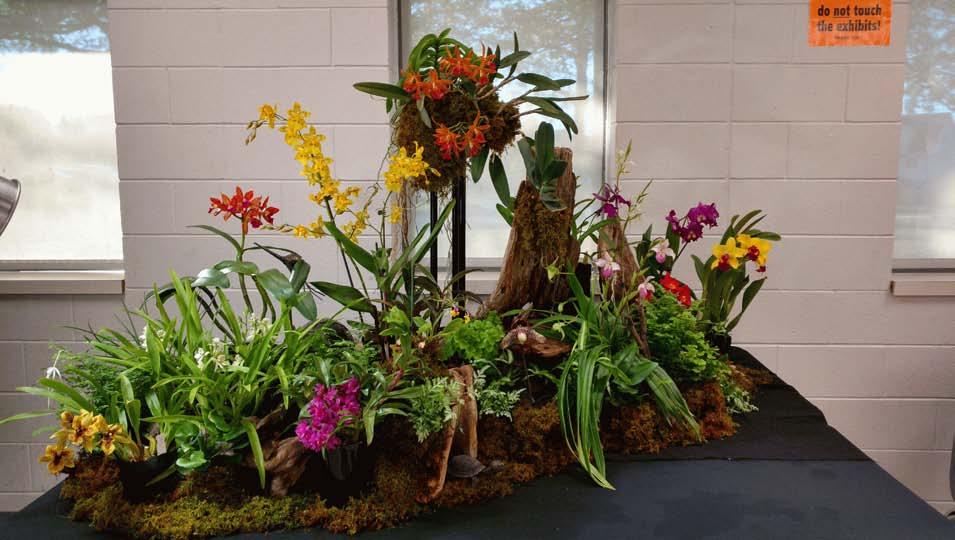 Thanks to Ted and Charlene for also getting an award for our display. It won an AOS Show Trophy and a Silver Certificate. This is a picture of our display taken by Charlene.