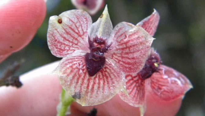 DEMON ORCHID By Kacey Deamer, Staff Writer A new species of orchid is in a league of its own not just because it's relatively rare, but also because scientists say it looks like the devil.