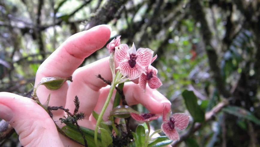 The orchid is also described as having "distinctly clawed petals," adding to its demonic appearance, according to the researchers who discovered it.