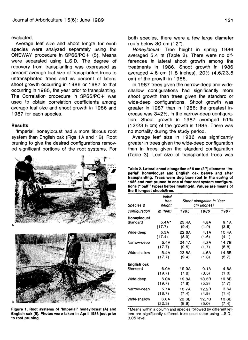 Journal of Arboriculture 15(6): June 1989 131 evaluated. Average leaf size and shoot length for each species were analyzed separately using the ONEWAY procedure in SPSS/PC+ (5).