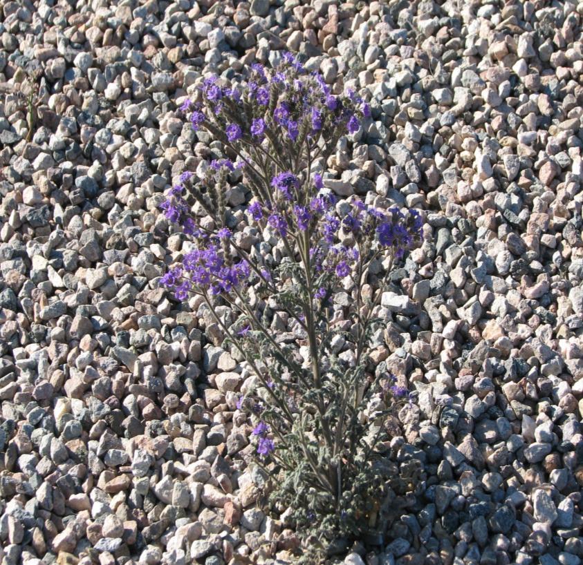 Desert Gardening Article FOR RELEASE: March 21, 2009 CONTACT: Dottie Holman WEED OR WILDFLOWER? A weed is often defined as a plant that is growing where it is not wanted.