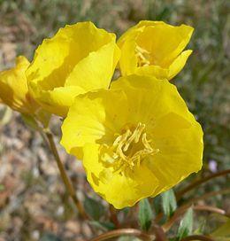 This evening primrose blooms at sunrise instead of sunset like some of the other evening primroses. Next is an invasive weed called Sahara Mustard (Brassica tournefortii).