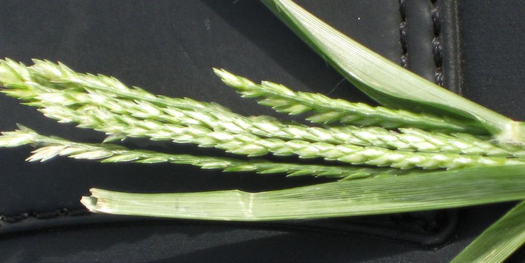 Figure 4. Goosegrass (Eleusine indica) opened seed head Figure 3.
