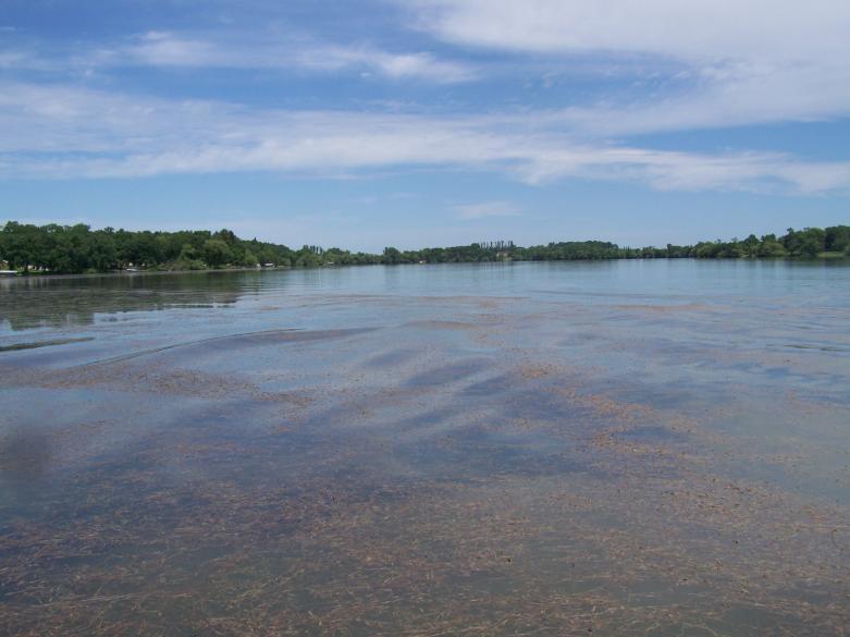 curly-leaf pondweed along south shore of Latimer Lake,