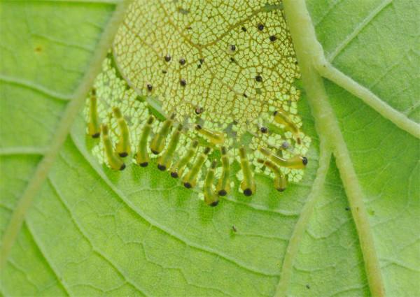 ! OLS caterpillars are pale yellow green and about ¼-inch long when fully grown. When disturbed, they drop from leaves on silken threads. OLS occurs over much of the eastern U.S., but its activity usually goes unnoticed.