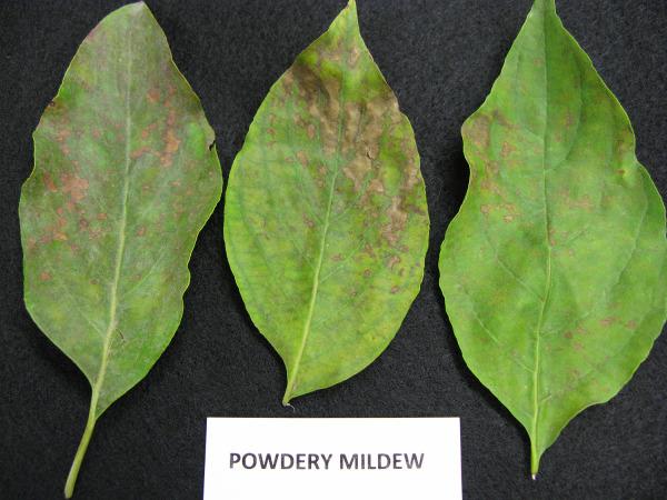 Dramatic Dogwood Symptoms Draw Attention By Julie Beale, Plant Disease Diagnostician For the past week, questions of what s going on with the dogwoods?