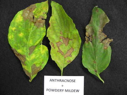 High humidity favors powdery mildew, therefore, cycles of wet, followed by hot, drier weather this spring promoted exceptional early development of powdery mildew.