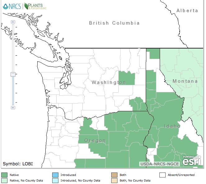 Geographical range GENERAL INFORMATION North America Distribution Washington state