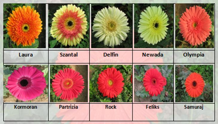The variety Kormoran required minimum days (101.67) for flowering, whereas variety Newada required maximum days (121.33).