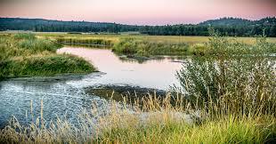 Wetlands Wetlands are quite similar to retention ponds. They are shallow ponds and marshy areas filled mostly with aquatic vegetation.