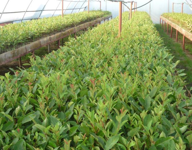 persica hybrid; Vegetative rootstock for peach and nectarine cultivars