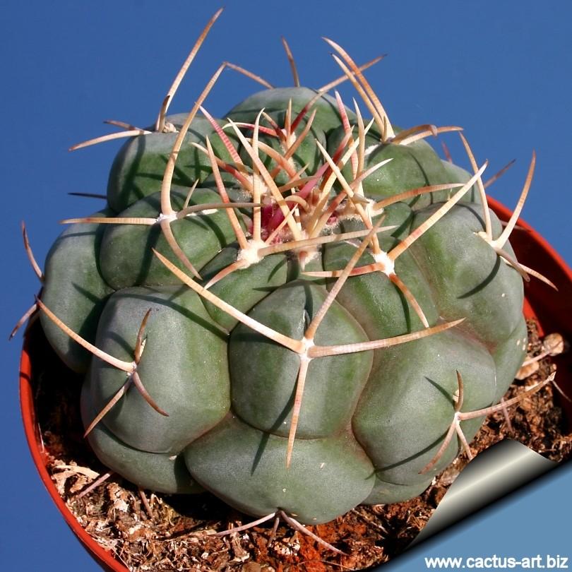 April Mini-Show SUCCULENT: DUDLEYA Dudleya is a large genus of about 40 species, many of which are native to California and northern Mexico.
