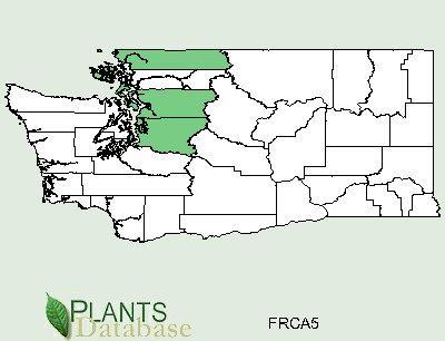 Washington State distribution: Ecological distribution: Climate and elevation range: Local habitat and abundance: Plant strategy type / successional stage: Plant characteristics: Image courtesy of