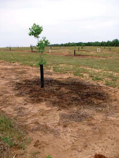 With these two methods of irrigation, water can be applied more directly to the root zone of young trees.