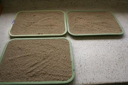 it in sterilized sand grower, trays were placed in an area protected and kept