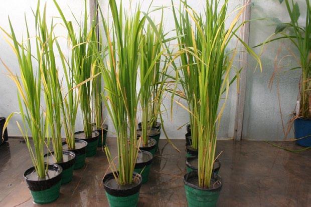 Materials and methods: For this test are planted seed of the variety Oryzica 1 and the seedlings were transplanted to 20 days to planters with previously sterilized soil fertilized properly to meet