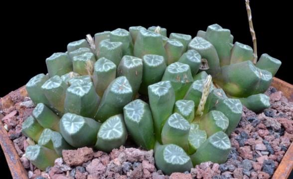 Haworthia (continued) Haworthia morphology ranges from grass-like plants, to thin leaved plants, to those that grow in flat rosettes with hard, nearly shiny, leaves. These are the retuse plants.