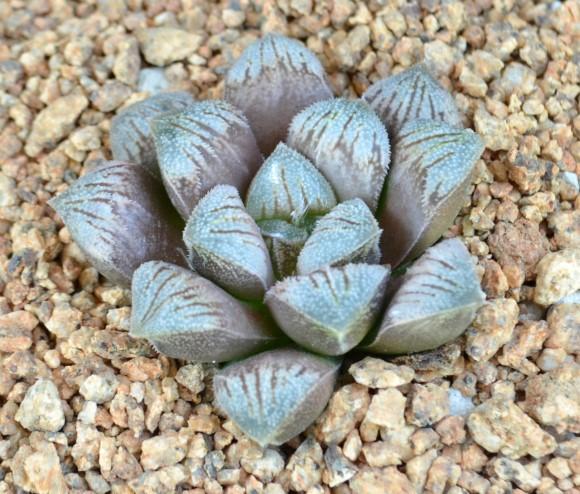 Haworthia hybridization has become a big thing, with selected plants selling for hundreds of dollars.