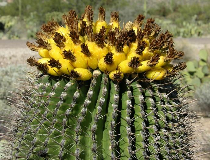 FEROCACTUS (continued) Favorite Species Ferocactus chrysacanthus, from Baja California, has dense golden spines, and becomes a spectacular species when about 8 inches in diameter.