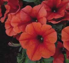 It is covered with brilliant blooms from late spring until frost. It looks great in hanging baskets and large containers.