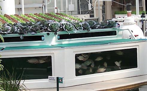 Official definition: Aquaponics is a method in which fish waste provides organic food for plants which in turn keeps the water fresh for the fish.