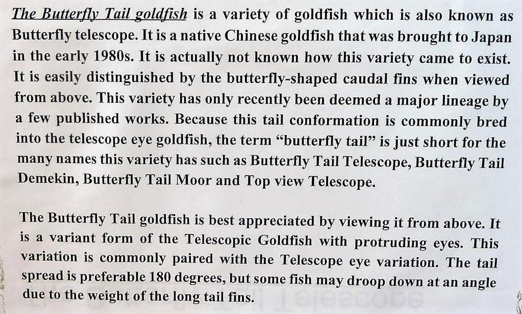Have sold all the Angelfish I bred (approx 500) and bought some lovely equipment, so I'm back on track with the Goldfish.
